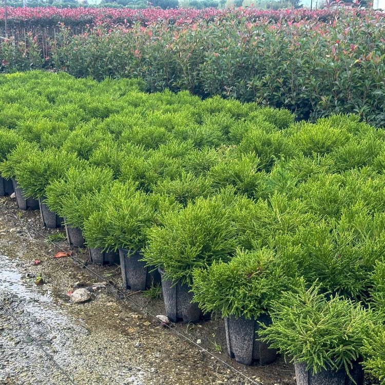 Kryptoméria japonská (Cryptomeria japonica) 'GLOBOSA NANA' - výška 30-40 cm, ⌀ 50 cm, kont. C15L